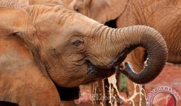 Bukan Ulah Pemburu atau Bakteri, Kematian Ratusan Gajah di Bostwana Jadi Misteri - JPNN.com