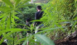Polisi Temukan Ladang Ganja di Area Bukit Barisan Empat Lawang - JPNN.com