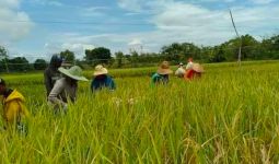 Lahan Pertanian di Salatiga Sudah Dilindungi Asuransi - JPNN.com