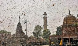Pemandangan Mengerikan, Belalang Penghancur Serbu Ibu Kota India - JPNN.com