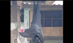 Mengerikan! Viral Foto Kelelawar Seukuran Manusia Bergantung di Rumah Warga - JPNN.com