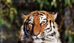 Diterkam Harimau Siberia, Petugas Kebun Binatang Tewas di Tempat - JPNN.com