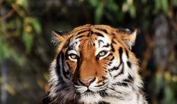 Petugas Kebun Binatang Tewas Diterkam Harimau, Ngeri - JPNN.com
