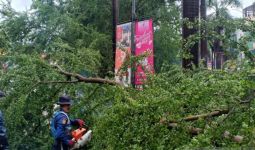 Hujan Deras Guyur Jakarta Selatan, Pohon Tumbang Hantam Kabel Listrik - JPNN.com