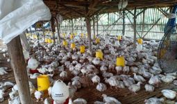 Jaga Stabilitas Harga Ayam Potong, Kementan Terbitkan SE Dirjen - JPNN.com