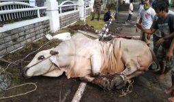 DKM Al Aqsha BSD Salurkan 2.500 Daging Kurban Hingga ke Desa Terpencil - JPNN.com
