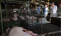 Ada Bangkai Babi Terapung saat Ganjar Datang - JPNN.com