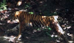 Tiga Harimau Sumatera Teror Warga Aceh Tengah - JPNN.com