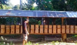 Budidaya Ternak Lebah Trigona Makin Digandrungi - JPNN.com