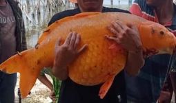 Memancing di Danau Toba, Pria Ini Dapat Ikan Mas Raksasa, Lihat Fotonya - JPNN.com