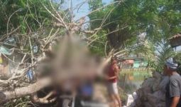 Pohon Kedondong Berusia 50 Tahun Tumbang, Menimpa Pengendara Motor, Begini Kondisinya - JPNN.com