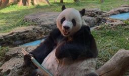 Menikmati Wisata Edukasi Istana Panda di Taman Safari Bogor - JPNN.com
