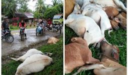 Belasan Ekor Lembu Mati Bergelimpangan Disambar Petir - JPNN.com