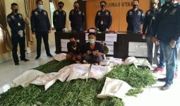 Polisi Temukan Ladang Ganja Seluas Satu Hektare di Bukit Barisan, Dua Pemuda Diringkus - JPNN.com