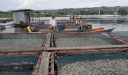 109 Ton Ikan Nila Mati Mendadak di Danau Toba - JPNN.com