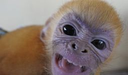 Vaksin Covid-19 Disuntikkan Kepada 12 Monyet, Apa yang Terjadi? - JPNN.com