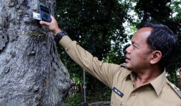 Bima Arya Ingatkan Warga Kota Bogor Kenali Ciri-ciri Pohon yang Rawan Tumbang - JPNN.com