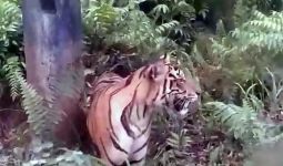 Mencekam, Harimau Sumatera Masuk ke Permukiman, Memangsa Anjing Lalu Tidur di Pinggir Jalan - JPNN.com