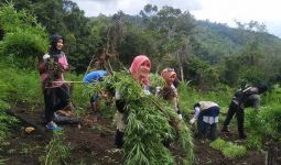 Petugas BNN nan Ayu Ikut Diterjunkan Memusnahkan 4 Hektare Ladang Ganja, Nih Penampakannya - JPNN.com