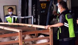 Bea Cukai Juanda Fasilitasi Ekspor Perdana 2.119 Ekor Domba ke Brunei Darussalam - JPNN.com