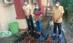 Polisi Tangkap Pelaku Perdagangan Kulit dan Organ Tubuh Harimau Sumatera, Nih Penampakannya - JPNN.com