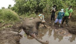Sebelum Mati, Gajah Bernama Otto Tampak Lemas dan Kurang Nafsu Makan - JPNN.com