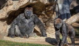 2 Ekor Gorila Dinyatakan Positif COVID-19 - JPNN.com
