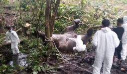 BKSDA Ungkap Penyebab Kematian Gajah di Bener Meriah - JPNN.com