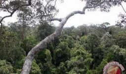 Selama 29 Tahun, KLHK Sebut Ada Penurunan Luas Hutan 62,8 Persen di DAS Barito Kalsel - JPNN.com