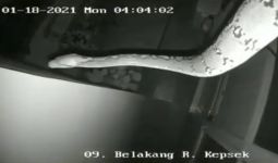 Walah, Ular Piton Terekam CCTV Berkeliaran di Sekolah - JPNN.com