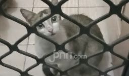 Dor, 6 Kucing Mati di Tangan Warga Rawamangun Jaktim - JPNN.com