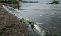 15 Ton Ikan di Danau Maninjau Mati Mendadak, Bertebaran - JPNN.com