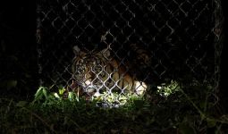 1 Harimau Sinka Zoo Ditembak Pakai Peluru Tajam, 1 Lagi Masih Berkeliaran - JPNN.com