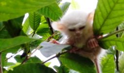 Pak Into Menemukan Tarsius Leucistic, KLHK Ucapkan Terima Kasih - JPNN.com