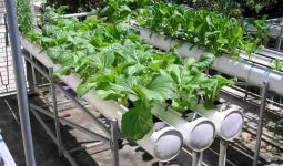 Kementan: Urban Farming Dukung Pertumbuhan Ekonomi Indonesia - JPNN.com