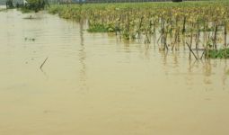 Banjir Rendam 1.085 Hektare Areal Sawah di Karawang - JPNN.com