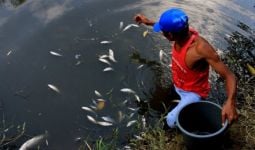 Ribuan Ikan Mendadak Mati, Sering Terjadi - JPNN.com
