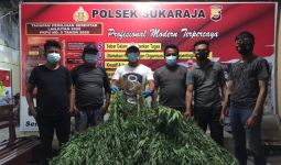 Belasan Jam Berjalan Kaki, Polisi Temukan Ladang Ganja dan Senpi di Kebun Kopi, Pemilik Lari - JPNN.com