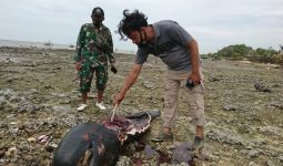 Mengenaskan, Ikan Paus yang Terdampar Dipotong-potong, Pelakunya Terancam Pidana - JPNN.com