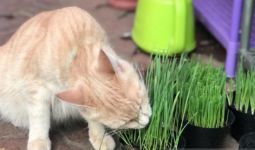 Gegara Aksi Keji, Pemerintah China Diteror Pecinta Kucing - JPNN.com
