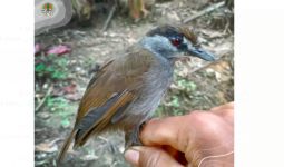 Burung Pelanduk Kalimantan Kembali Ditemukan di Kalsel Setelah 172 Tahun Hilang - JPNN.com