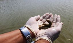 Antam Novambar Lepasliarkan Barang Bukti Ikan Endemik Kalbar - JPNN.com