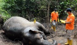 Gajah Ditemukan Mati, BKSDA Belum Tahu Penyebabnya - JPNN.com