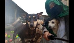 Ini Tentang Perempuan Bercadar Pemilik 70 Anjing di Bogor - JPNN.com