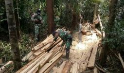 Patroli Menelusuri Hutan Perbatasan, Satgas Pamtas Yonif 642/Kps Temukan Kayu Hasil Pembalakan Liar - JPNN.com