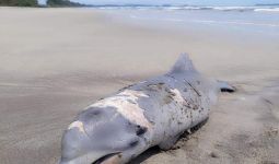 Warga Temukan Lumba-lumba Mati di Pantai Tapanuli Selatan - JPNN.com
