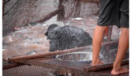 Praktik Akuakultur Dikhawatirkan Membahayakan Kehidupan Ikan - JPNN.com