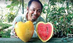 Lutfi Bansir, 'Lahirkan' 170 Jenis Nangka dan 40 Macam Durian - JPNN.com