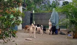 Perempuan Bercadar Pemilik 70 Anjing di Bogor Relakan Sebagian Peliharaannya Direlokasi, tetapi... - JPNN.com