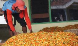 Pasokan Cukup, Harga Cabai Berangsur Normal - JPNN.com